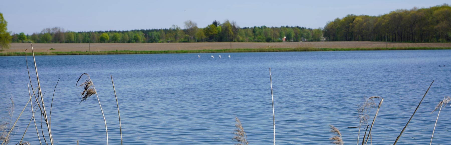 Zu sehen ist ein Fischteich zwischen Kodersdorf und Mückenhain. Im Vordergrund wächst Schilf und im Hintergrund sieht man ein Stück Wald und ein umgeackertes Feld. Auf dem Teich schwimmen 4 Schwäne.
