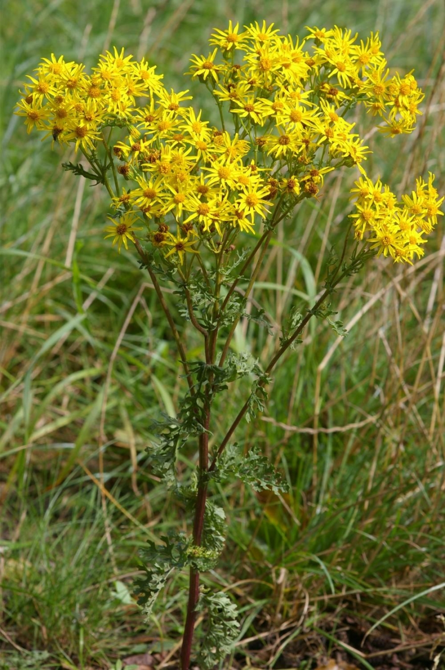 Das Jakobskreuzkraut hat gelbe löwenzahnähnliche Blüten, einen am Anfang grünen Stiel, der sich nach unten hin lila verfärbt.